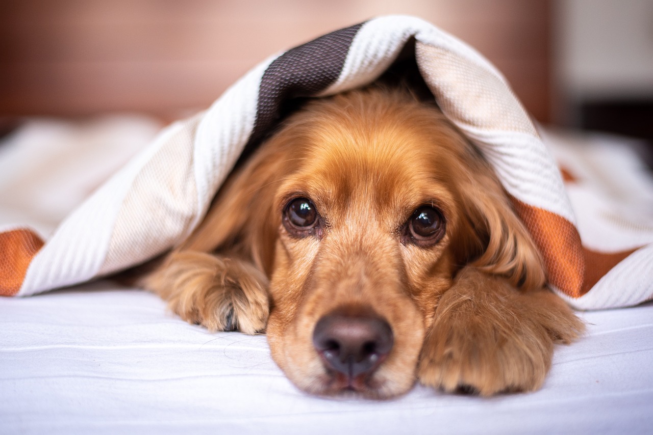 Pets and emotional wellbeing 
